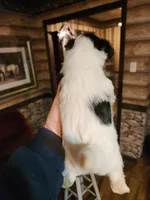 Biewer yorkie girl, a female Yorkshire Terrier for sale in Corinth, MS – Photo 3 of 5