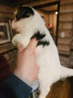 Biewer yorkie girl, a female Yorkshire Terrier for sale in Corinth, MS – Photo 5 of 5