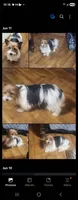 Dora, a female Yorkshire Terrier for sale in Corinth, MS – 2 of 2