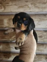 Beaglier girl, a female Beagle and Cavalier King Charles Spaniel for sale in Corinth, MS – 6 of 6