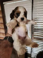 Yorkie poo chon girl 2, a female Bichon Frise and Yorkipoo for sale in Corinth, MS – 3 of 6