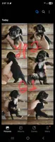 Yorkie poo G1 Litter 2, a female Yorkipoo for sale in Corinth, MS – 2 of 7