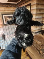 Yorkipoo girl, a female Yorkipoo for sale in Corinth, MS – Photo 1 of 4