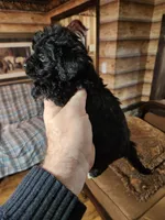 Yorkipoo girl, a female Yorkipoo for sale in Corinth, MS – Photo 3 of 4