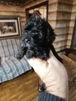 Yorkipoo girl, a female Yorkipoo for sale in Corinth, MS – Photo 2 of 4