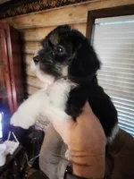 Yorkie poo chon boy 2, a male Bichon Frise and Yorkipoo for sale in Corinth, MS – 2 of 6