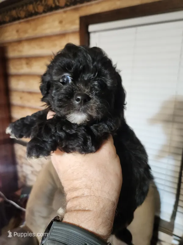 Male shorkie poo – Yorkipoo, Shih Tzu puppy for sale in Corinth, MS