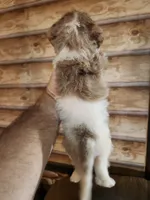 Poogle girl 3, a male Beagle and Poodle - Miniature  for sale in Corinth, MS – 3 of 3