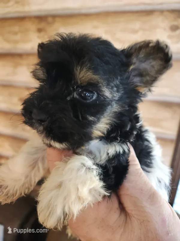 Yorkie poo B3 – Yorkipoo puppy for sale in Corinth, MS