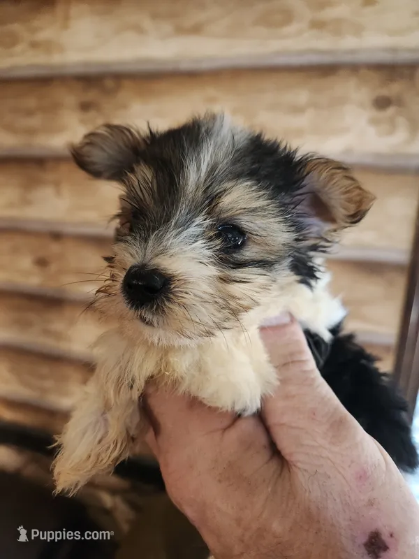 Yorkie poo B2 – Yorkipoo puppy for sale in Corinth, MS