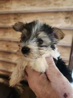 Yorkie poo B2, a male Yorkipoo for sale in Corinth, MS – 1 of 1