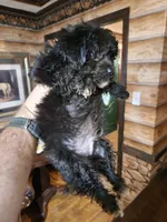 Male shorkie poo, a male Yorkipoo and Shih Tzu for sale in Corinth, MS – 3 of 6