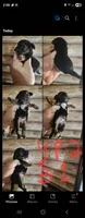 Yorkie poo B1 Litter 2, a male Yorkipoo for sale in Corinth, MS – 2 of 6