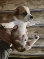 Chicorgi B1, a male Pembroke Welsh Corgi and Chihuahua for sale in Corinth, MS – 6 of 6