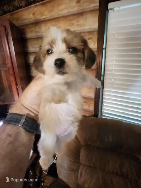 Yorkie poo chon boy 1 – Bichon Frise, Yorkipoo puppy for sale in Corinth, MS