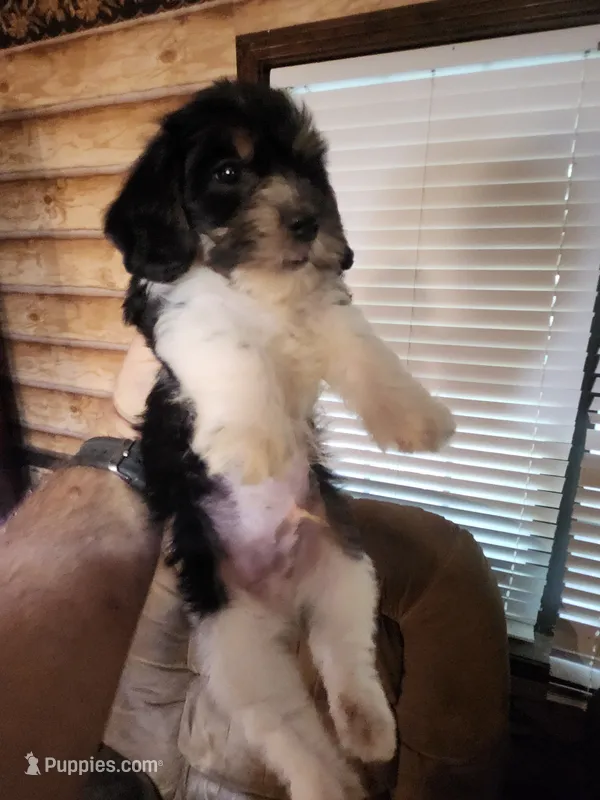Yorkie poo chon boy 2 – Bichon Frise, Yorkipoo puppy for sale in Corinth, MS