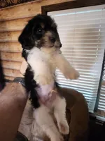 Yorkie poo chon boy 2, a male Bichon Frise and Yorkipoo for sale in Corinth, MS – 1 of 6