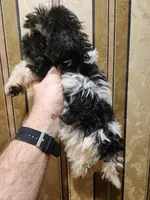 Yorkie poo B2, a male Yorkipoo for sale in Corinth, MS – 2 of 5