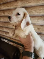Poogle boy white, a male Beagle and Poodle - Miniature  for sale in Corinth, MS – 1 of 2