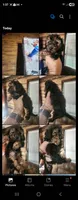 Boy Yorkie Poo, a male Yorkipoo for sale in Corinth, MS – 2 of 2