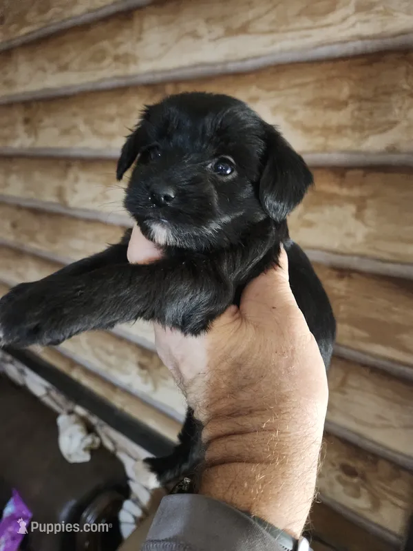 Yorkie poo B2 Litter 1 – Yorkipoo puppy for sale in Corinth, MS