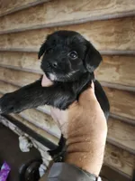 Yorkie poo B2 Litter 1, a male Yorkipoo for sale in Corinth, MS – 1 of 5