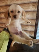 Oliver, a male Sheepadoodle and Chiweenie for sale in Corinth, MS – 3 of 5