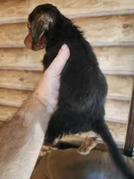 Poogle boy 1, a male Beagle and Poodle - Miniature  for sale in Corinth, MS – 2 of 3