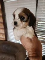 Yorkie poo chon girl 2, a female Bichon Frise and Yorkipoo for sale in Corinth, MS – 6 of 6