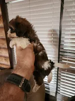 Yorkie poo chon girl 1, a female Bichon Frise and Yorkipoo for sale in Corinth, MS – 2 of 6