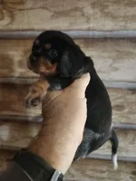 Beaglier girl, a female Beagle and Cavalier King Charles Spaniel for sale in Corinth, MS – 5 of 6