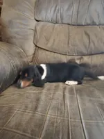 Beaglier girl, a female Beagle and Cavalier King Charles Spaniel for sale in Corinth, MS – 5 of 6
