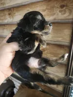 Yorkie poo G2 Litter 1, a female Yorkipoo for sale in Corinth, MS – 7 of 7