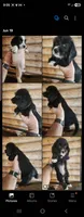 Poogle girl black, a female Beagle and Poodle - Miniature  for sale in Corinth, MS – 2 of 2