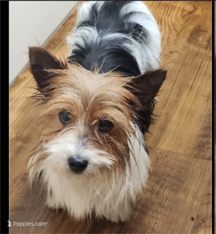 Dora – Yorkshire Terrier puppy for sale in Corinth, MS