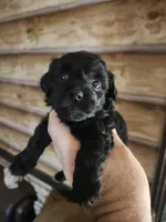 Yorkie poo G1 Litter 1, a female Yorkipoo for sale in Corinth, MS – 4 of 6