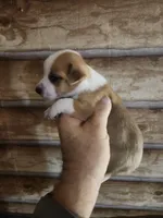 Chicorgi B1, a male Pembroke Welsh Corgi and Chihuahua for sale in Corinth, MS – 4 of 6