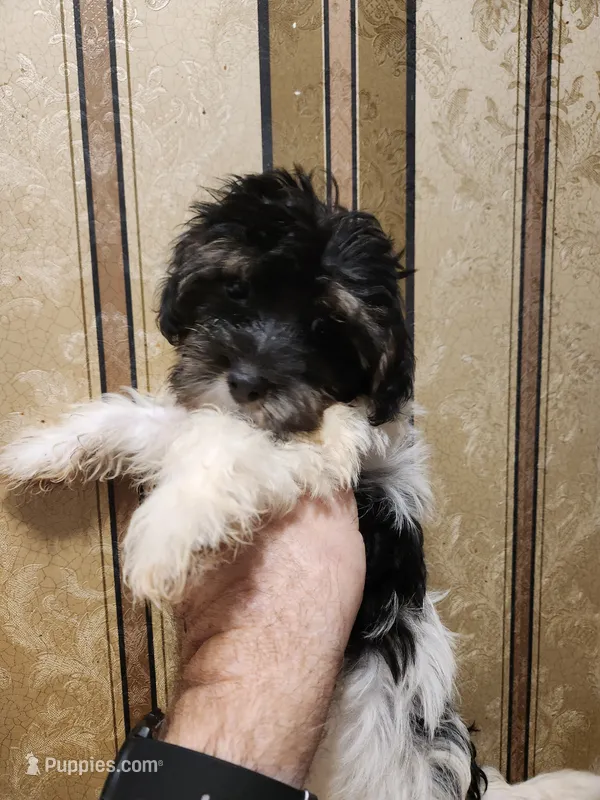 Yorkie poo G1 – Yorkipoo puppy for sale in Corinth, MS