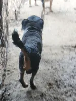 Beaglier boy, a male Beaglier for sale in Corinth, MS – 3 of 4