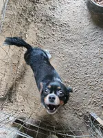 Beaglier boy, a male Beaglier for sale in Corinth, MS – 4 of 4