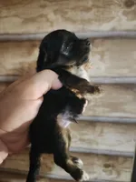 Yorkie poo B1 Litter 2, a male Yorkipoo for sale in Corinth, MS – 5 of 6