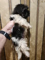 Yorkie poo B2, a male Yorkipoo for sale in Corinth, MS – 4 of 5