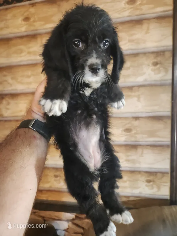 Poogle girl black – Beagle, Poodle - Miniature  puppy for sale in Corinth, MS
