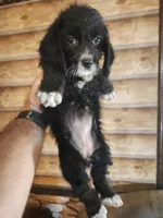 Poogle girl black, a female Beagle and Poodle - Miniature  for sale in Corinth, MS – 1 of 2