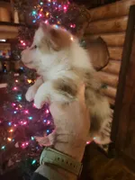 Corgi boy #1, a male Cardigan Welsh Corgi for sale in Corinth, MS – Photo 3 of 6