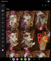 Corgi boy #1, a male Cardigan Welsh Corgi for sale in Corinth, MS – Photo 4 of 6