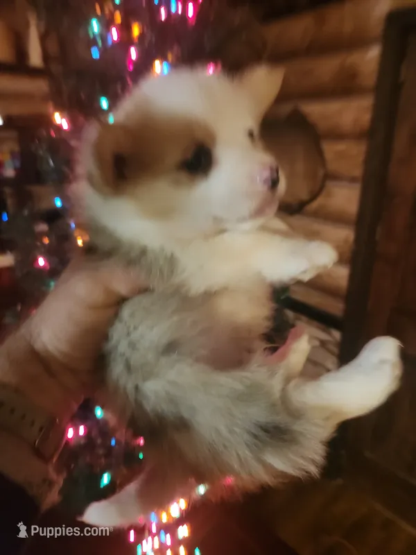 Corgi boy #1
