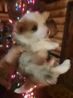 Corgi boy #1, a male Cardigan Welsh Corgi for sale in Corinth, MS – Photo 1 of 6