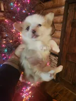 Corgi boy #1, a male Cardigan Welsh Corgi for sale in Corinth, MS – Photo 6 of 6