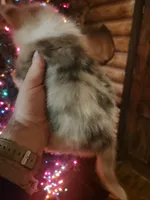 Corgi boy #1, a male Cardigan Welsh Corgi for sale in Corinth, MS – Photo 2 of 6